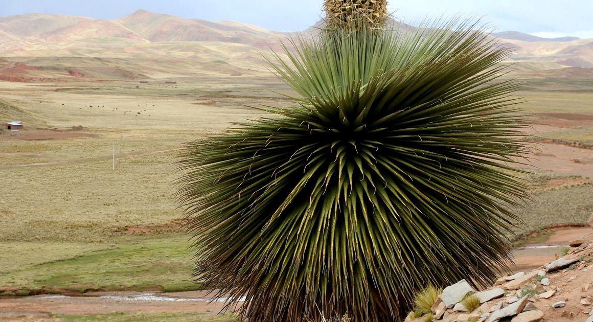 Puya raimondii, la reine des Andes, est une espèce en danger, classée sur la liste rouge de l'UICN © P. Bonnet, Cirad